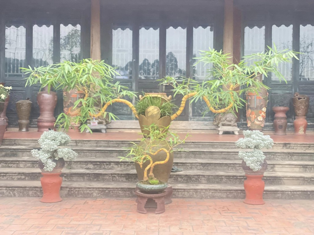 Ngam tre bonsai “doc nhat vo nhi” dai gia tranh mua bang moi gia-Hinh-7