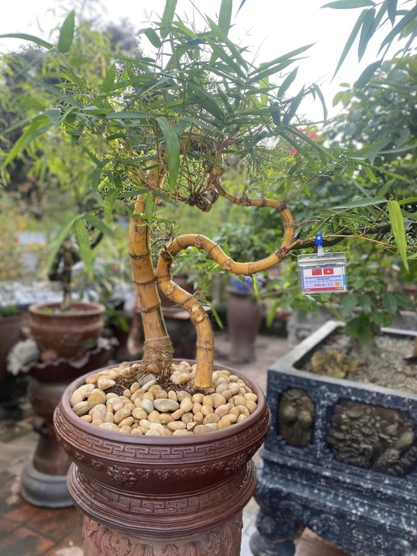 Ngam tre bonsai “doc nhat vo nhi” dai gia tranh mua bang moi gia-Hinh-9