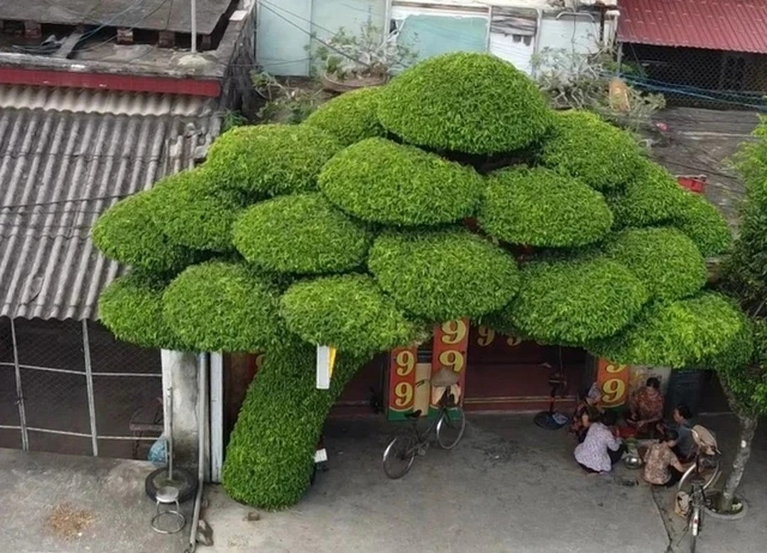 View - 	Mục sở thị cây sanh dáng lão độc nhất Việt Nam 