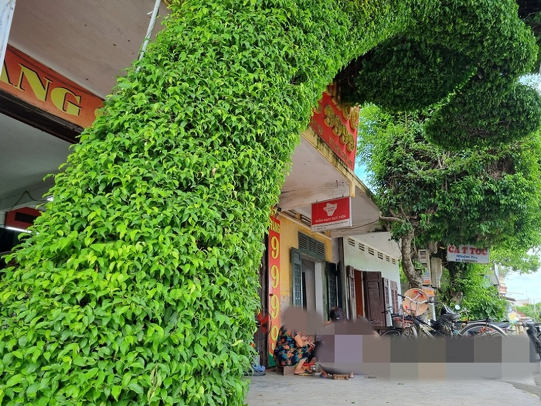 View - 	Mục sở thị cây sanh dáng lão độc nhất Việt Nam 
