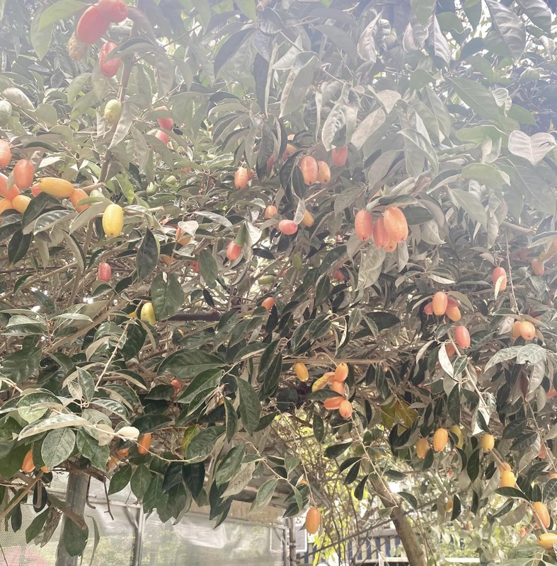 View - 	Lạc lối trong khu vườn trĩu quả “vạn người mê” của NSND Thanh Hoa