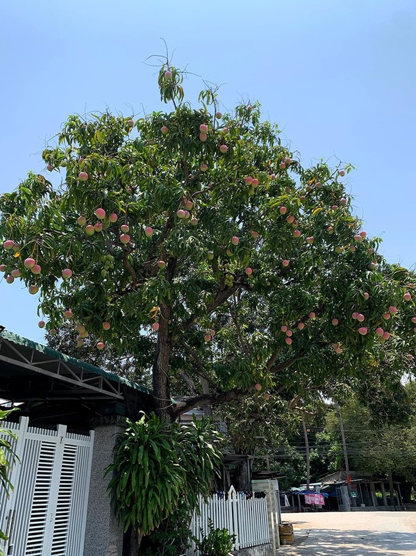 View - 	Cận cảnh cây xoài chi chít quả được ca ngợi đẹp nhất Việt Nam