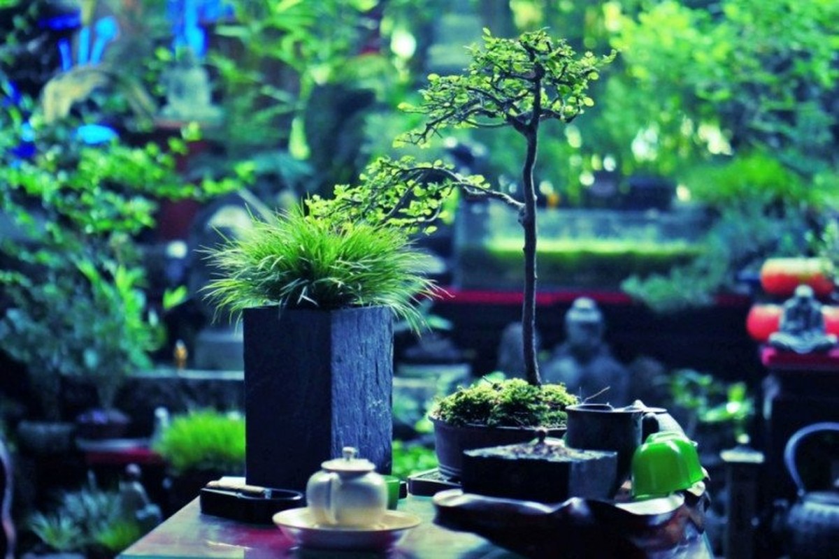 Ngam bonsai doc nhat vo nhi len doi tu co dai-Hinh-5