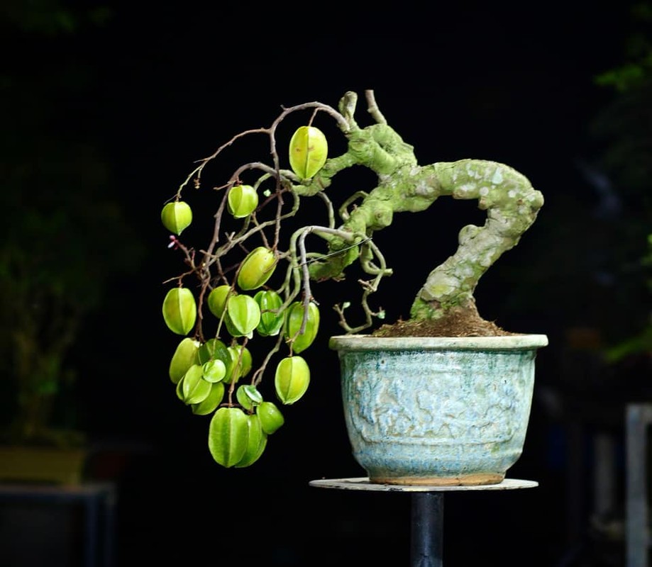 View - 	“Sững sờ” khế bonsai ra quả chi chít từ gốc tới ngọn 