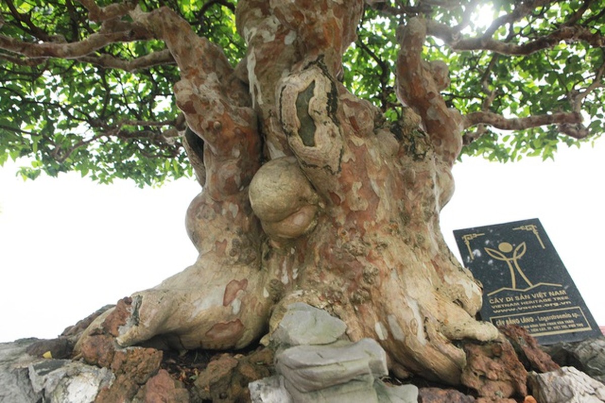 Chiem nguong loat bang lang bonsai sieu dep mat-Hinh-3