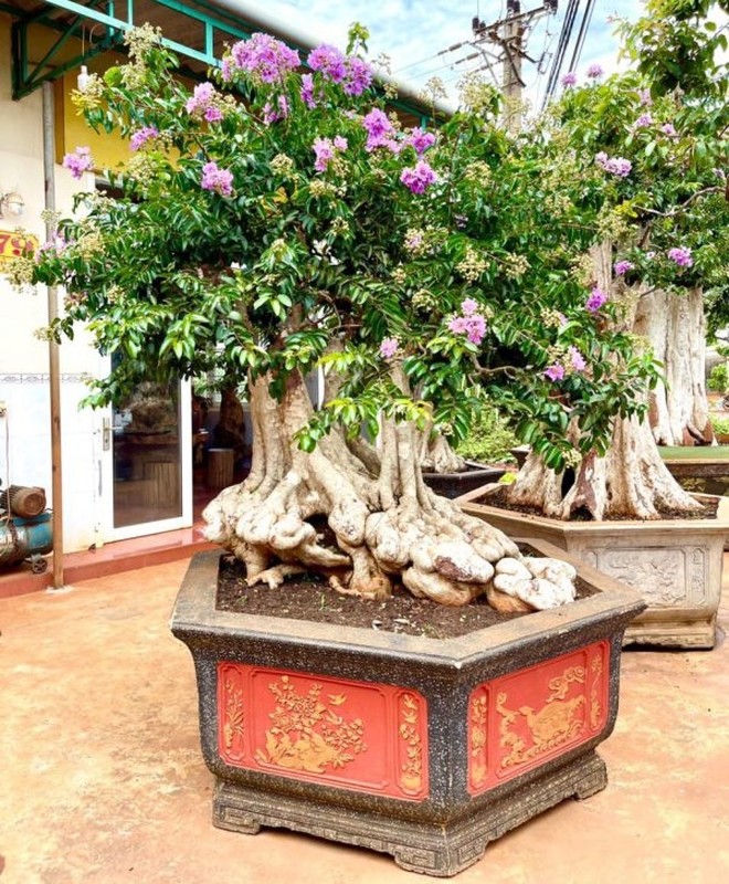 Chiem nguong loat bang lang bonsai sieu dep mat-Hinh-4