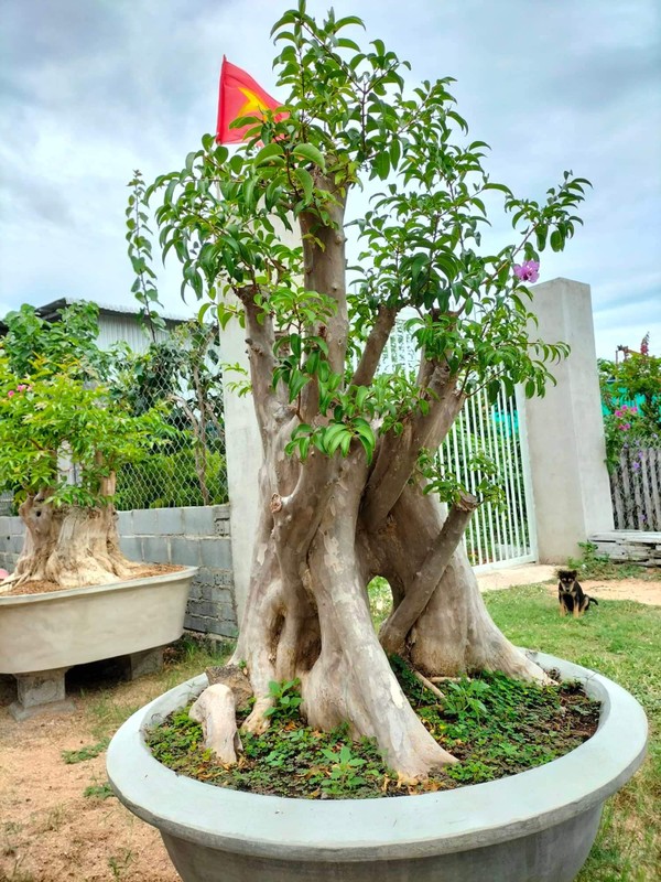 Chiem nguong loat bang lang bonsai sieu dep mat-Hinh-6