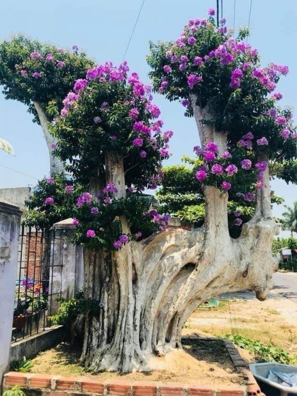 Chiem nguong loat bang lang bonsai sieu dep mat-Hinh-7