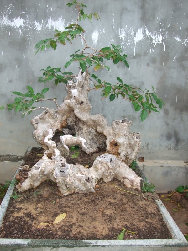 Chiem nguong loat bang lang bonsai sieu dep mat-Hinh-8