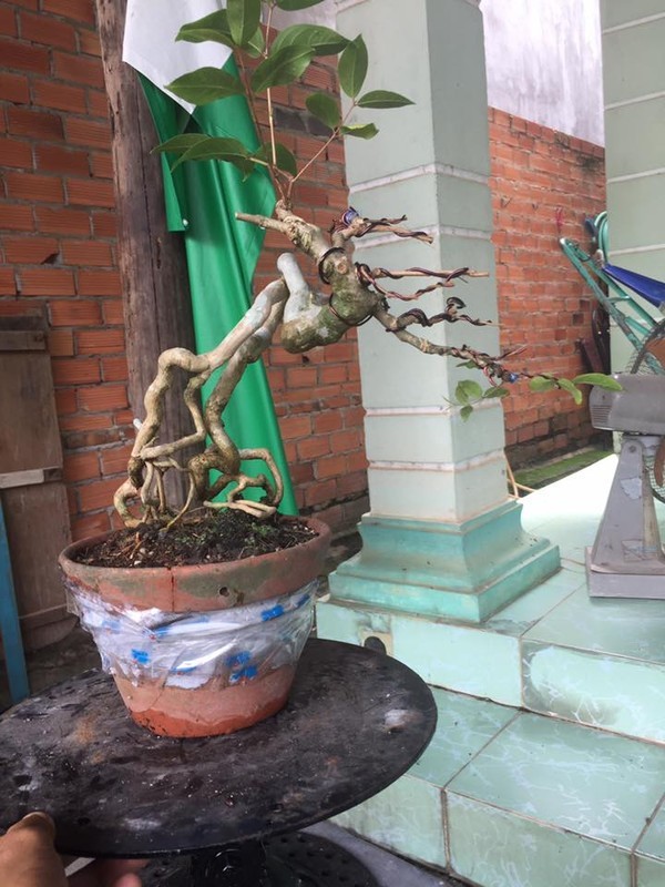 Chiem nguong loat bang lang bonsai sieu dep mat-Hinh-9