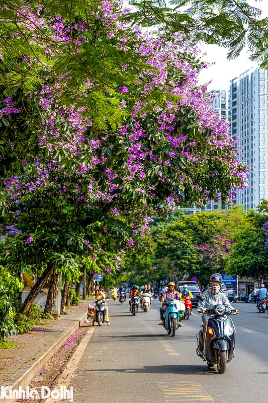 Man nhan mua hoa thang 5 khoe sac tai Ha Noi-Hinh-4