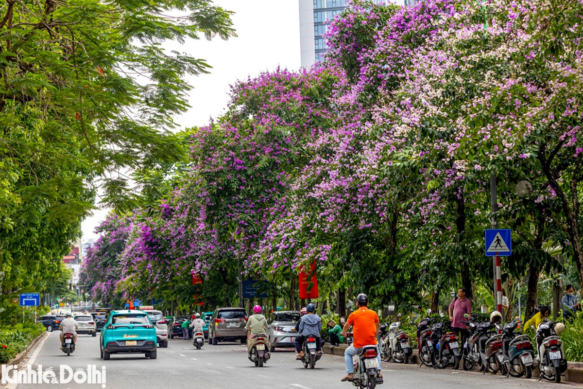 Man nhan mua hoa thang 5 khoe sac tai Ha Noi-Hinh-5