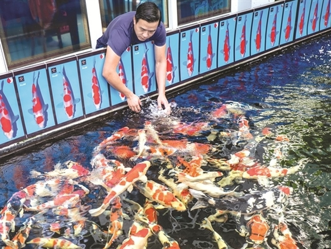 View - 	Sửng sốt thú chơi cá Koi “không tiếc tiền” của đại gia Việt 