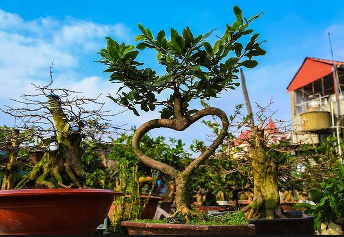 View - 	Top 10 bonsai dáng quái có 1-0-2 khiến đại gia mê mẩn 