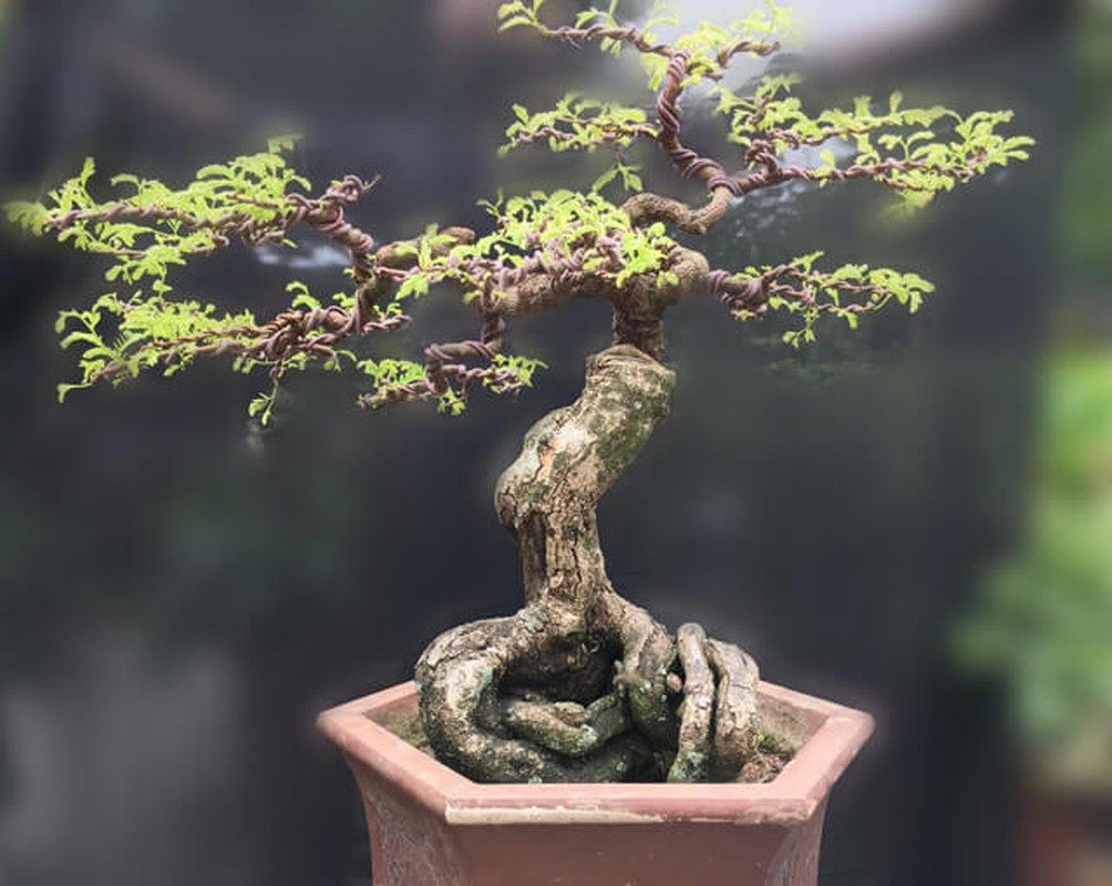 Top 10 bonsai dang quai co 1-0-2 khien dai gia me man-Hinh-2