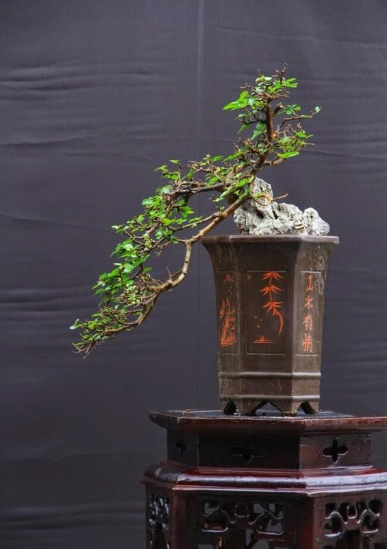 https://images.kienthuc.net.vn/zoomh/800/uploaded/nguyenvan/2024_06_01/6/top-10-bonsai-dang-quai-co-1-0-2-khien-dai-gia-me-man.jpg