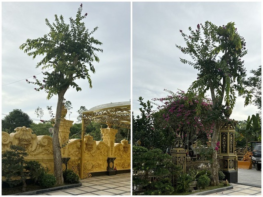 View - 	Vườn bonsai “khủng” trong lâu đài 100 tỷ của đại gia xứ Nghệ 