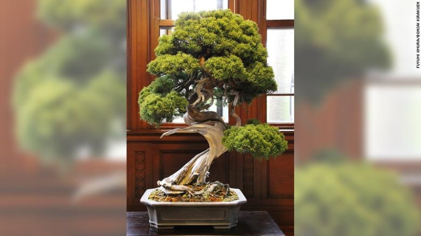 10 tac pham bonsai dat nhat the gioi, co cay gia ngang biet thu-Hinh-10