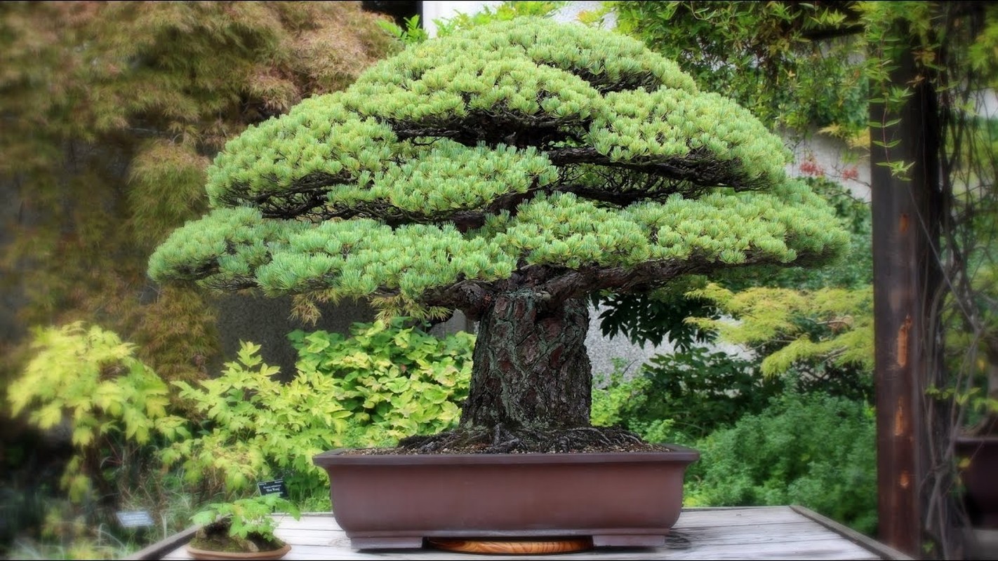 10 tac pham bonsai dat nhat the gioi, co cay gia ngang biet thu-Hinh-3