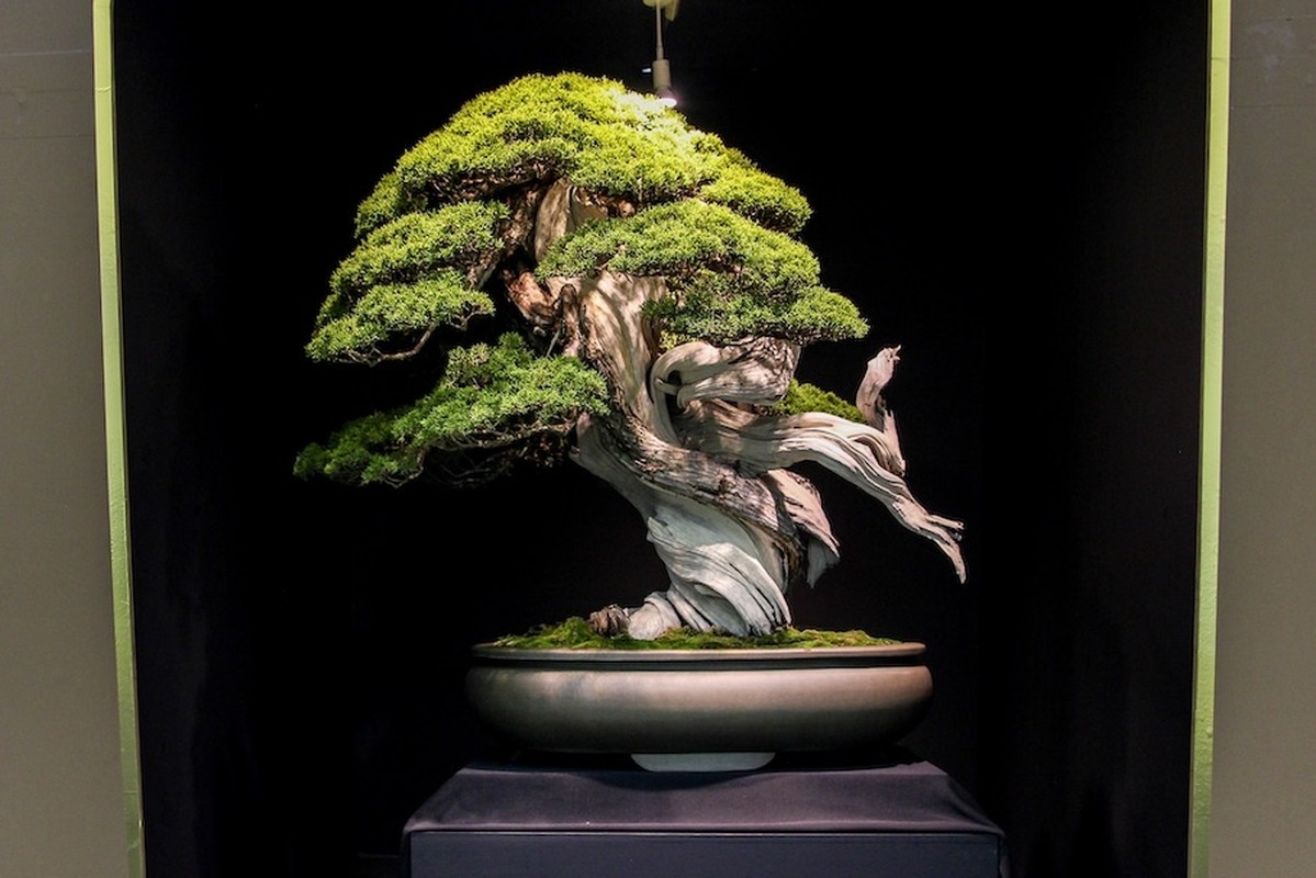10 tac pham bonsai dat nhat the gioi, co cay gia ngang biet thu-Hinh-7