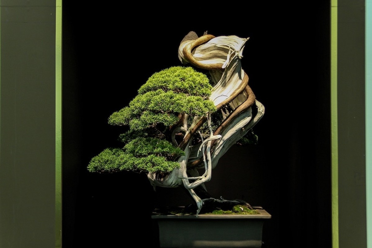 10 tac pham bonsai dat nhat the gioi, co cay gia ngang biet thu-Hinh-8