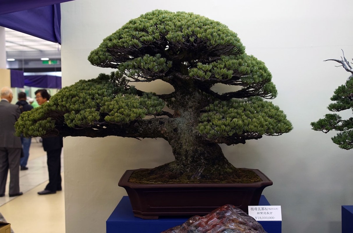 View - 	10 tác phẩm bonsai đắt nhất thế giới, có cây giá ngang biệt thự 