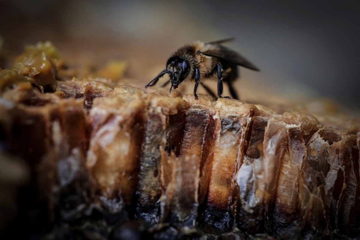 View - 	“Thót tim” xem cảnh thợ săn mật ong cheo leo trên vách đá 