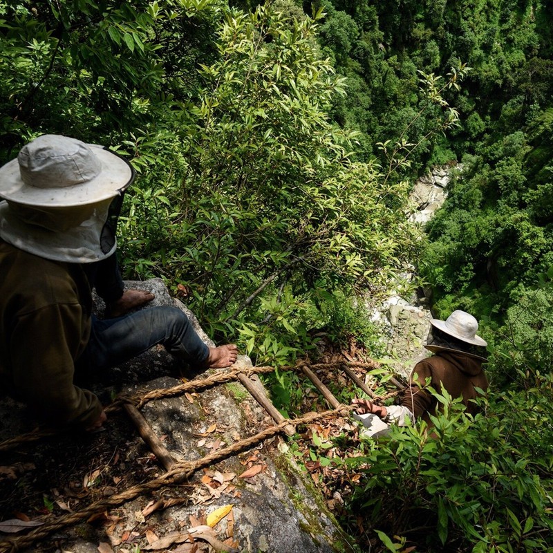 View - 	“Thót tim” xem cảnh thợ săn mật ong cheo leo trên vách đá 