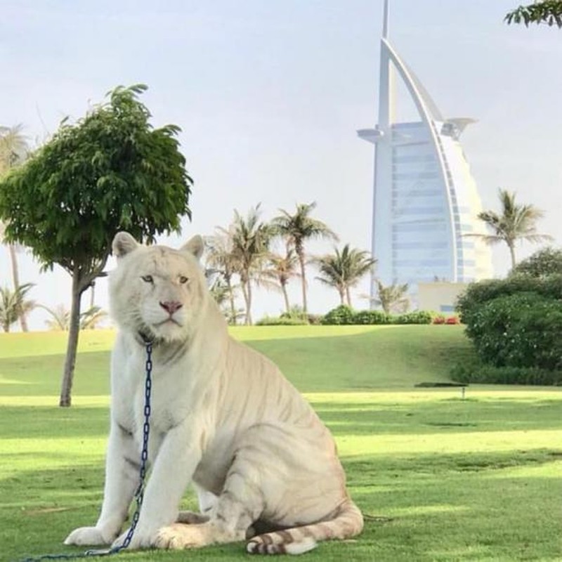 View - 	Thú “đốt tiền” không giống ai của giới nhà giàu Dubai 