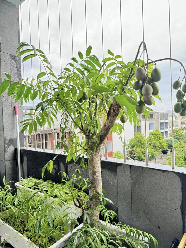 View - 	 “Mỏi mắt” ngắm vườn rau xanh mướt trong nhà Phan Mạnh Quỳnh