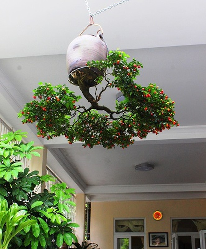 View - 	Chiêm ngưỡng dàn bonsai mọc ngược độc nhất vô nhị tại Việt Nam