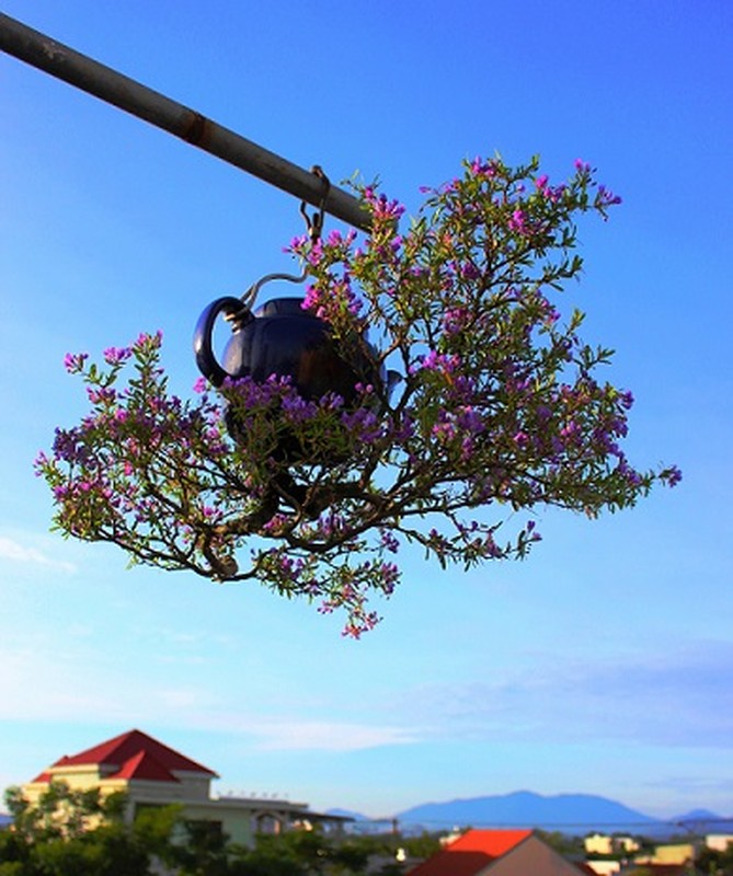 View - 	Chiêm ngưỡng dàn bonsai mọc ngược độc nhất vô nhị tại Việt Nam
