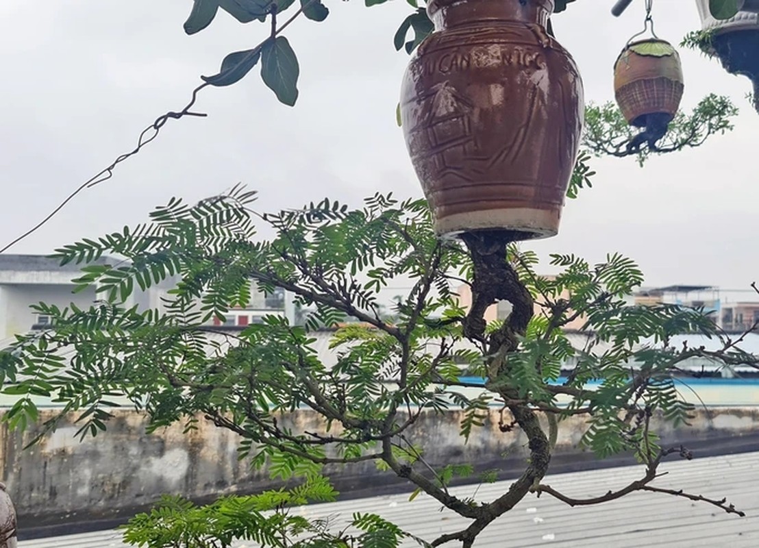 Chiem nguong dan bonsai moc nguoc doc nhat vo nhi tai Viet Nam-Hinh-8