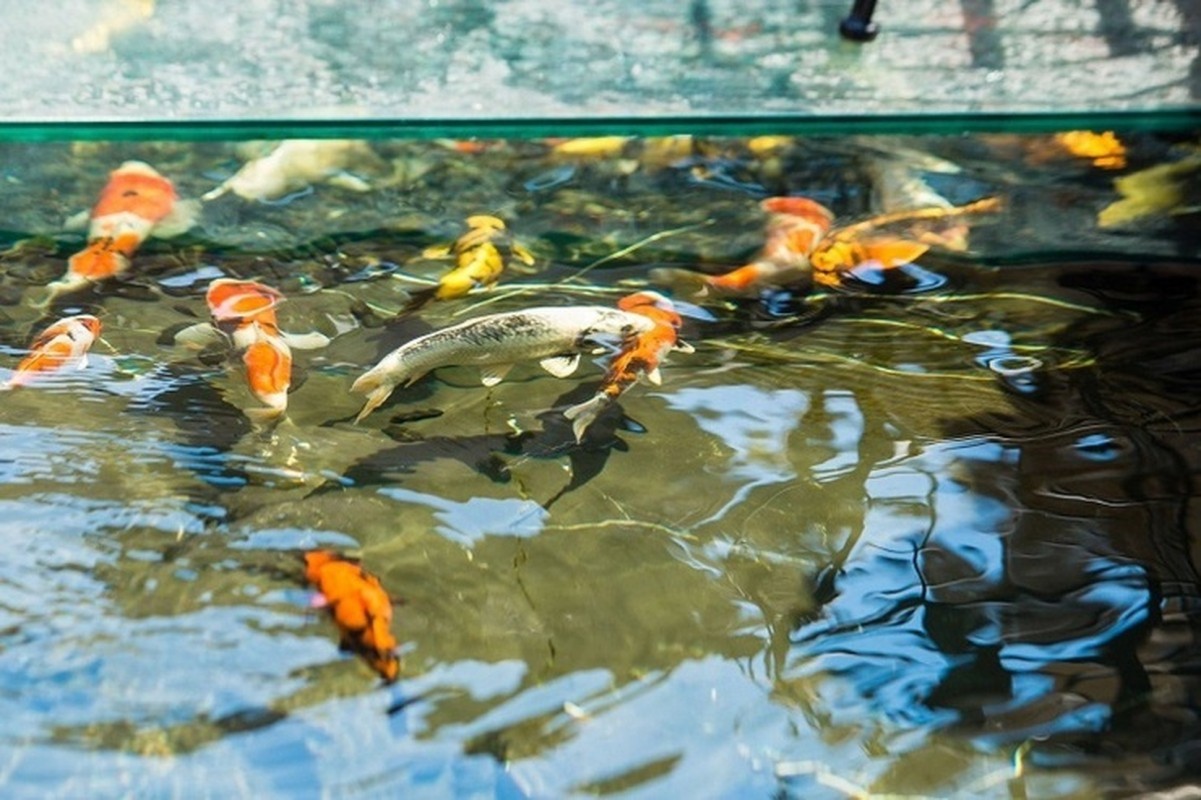 Nhung dai gia choi ca Koi “khet tieng” tai Viet Nam-Hinh-7