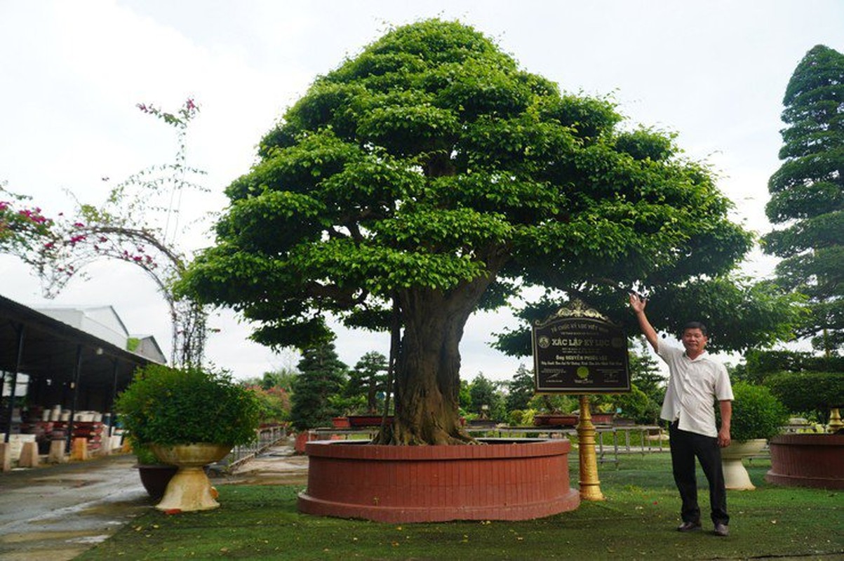 Cay dai thanh bonsai dang cuc dep, tien ty cung kho mua-Hinh-10