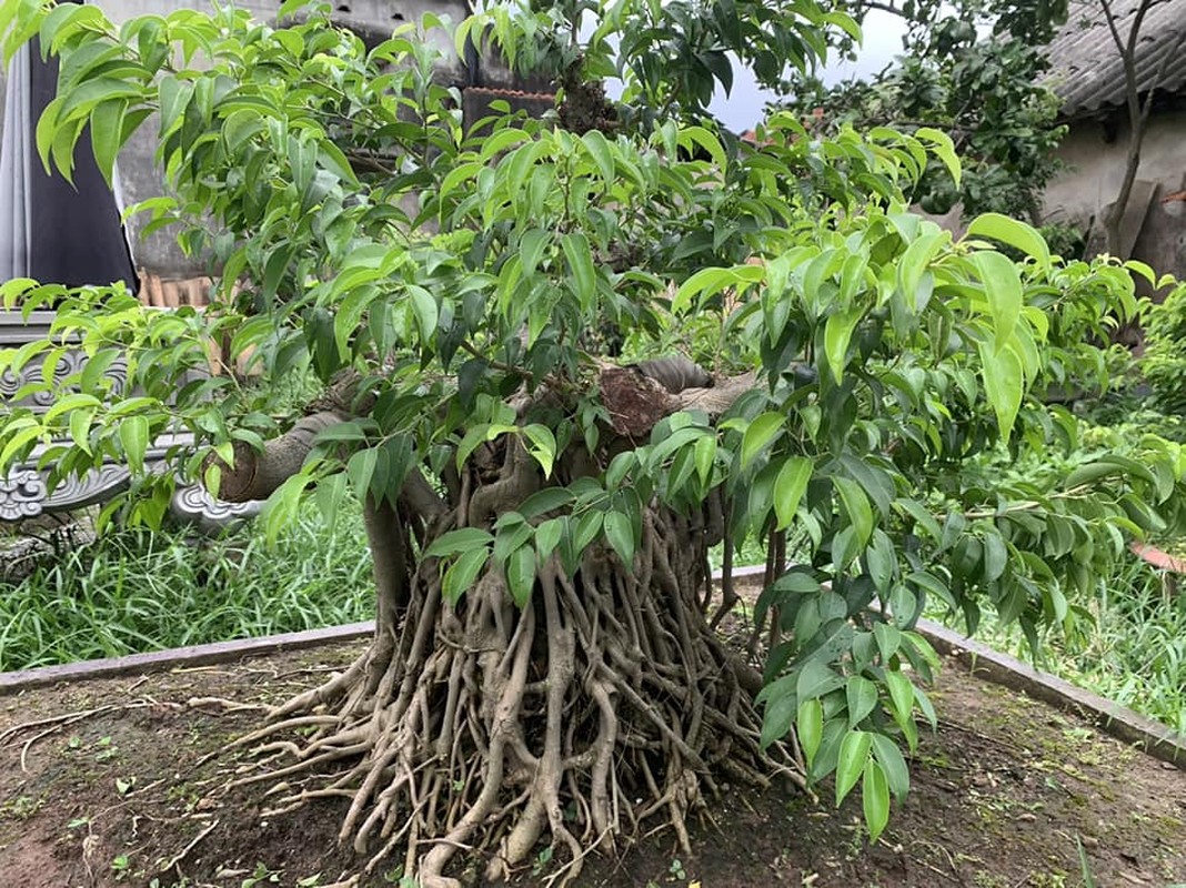 Cay dai thanh bonsai dang cuc dep, tien ty cung kho mua-Hinh-3