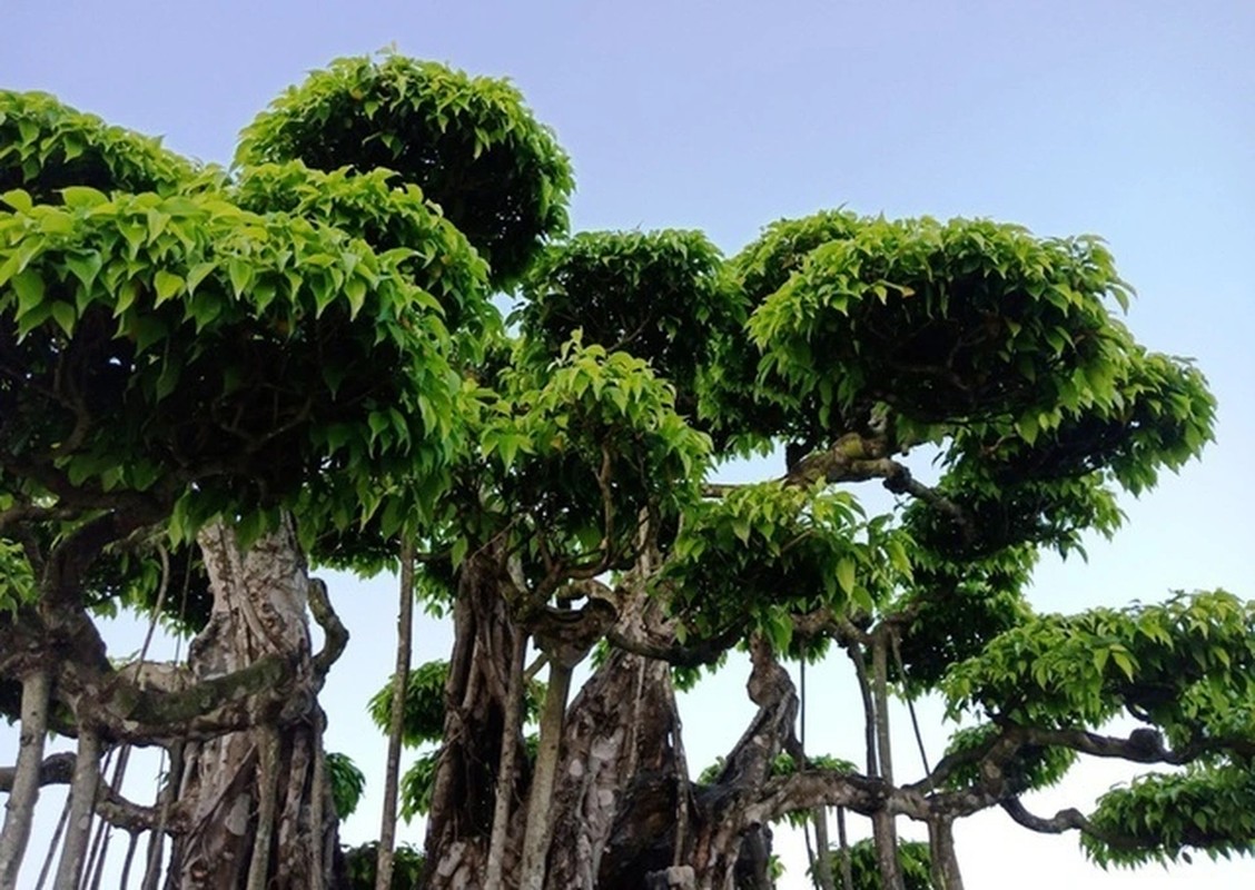 Cay dai thanh bonsai dang cuc dep, tien ty cung kho mua-Hinh-9