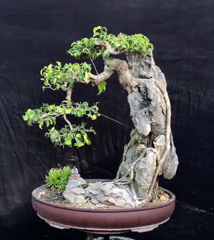 Cay dai thanh bonsai dang cuc dep, tien ty cung kho mua