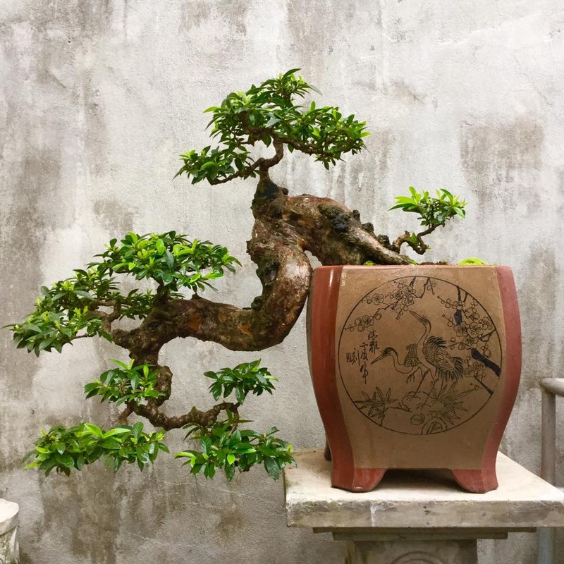 View - 	Sự thật ngạc nhiên ít người biết về nghệ thuật bonsai 