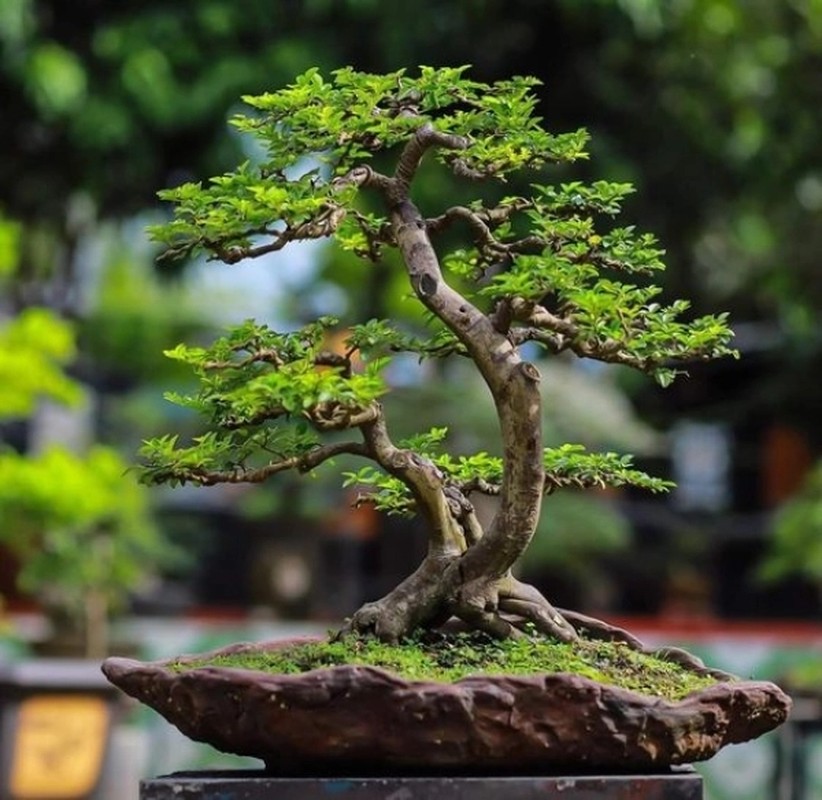 View - 	Sự thật ngạc nhiên ít người biết về nghệ thuật bonsai 