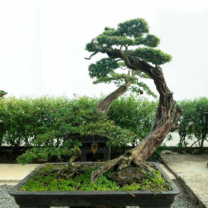 View - 	Sự thật ngạc nhiên ít người biết về nghệ thuật bonsai 