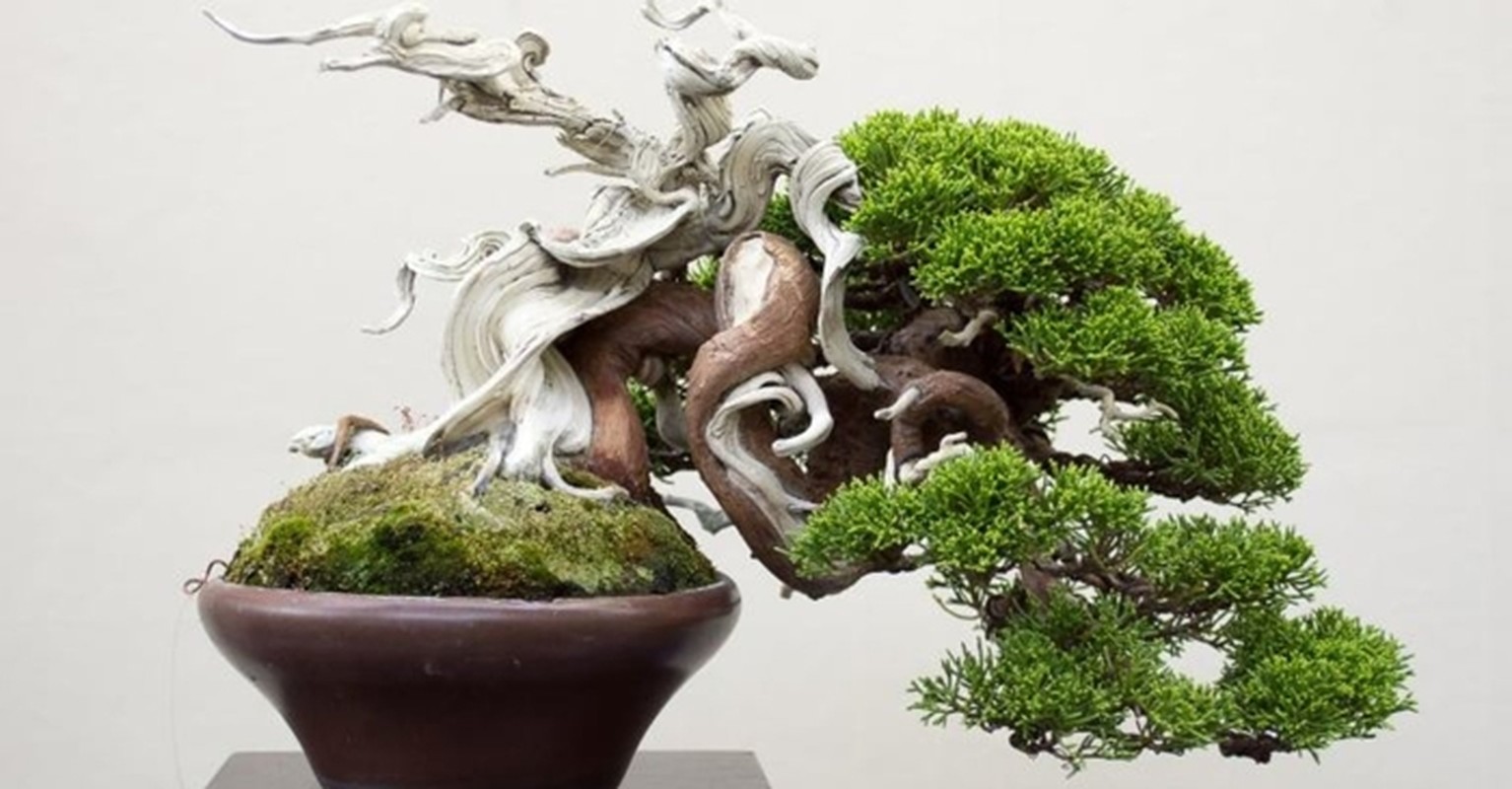 View - 	Sự thật ngạc nhiên ít người biết về nghệ thuật bonsai 