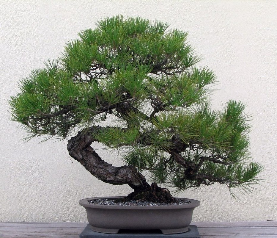 View - 	Sự thật ngạc nhiên ít người biết về nghệ thuật bonsai 