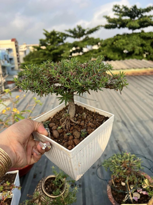 Su that ve hoa muoi gio bonsai gia len toi ca trieu dong-Hinh-6