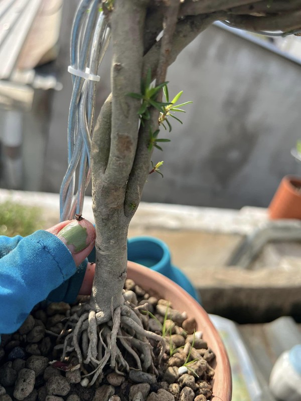 View - 	Sự thật về hoa mười giờ bonsai giá lên tới cả triệu đồng