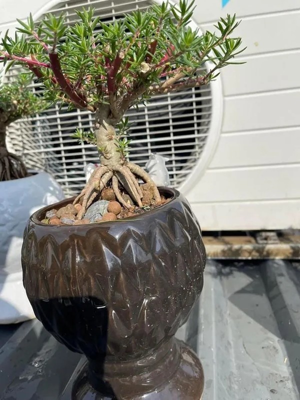 View - 	Sự thật về hoa mười giờ bonsai giá lên tới cả triệu đồng