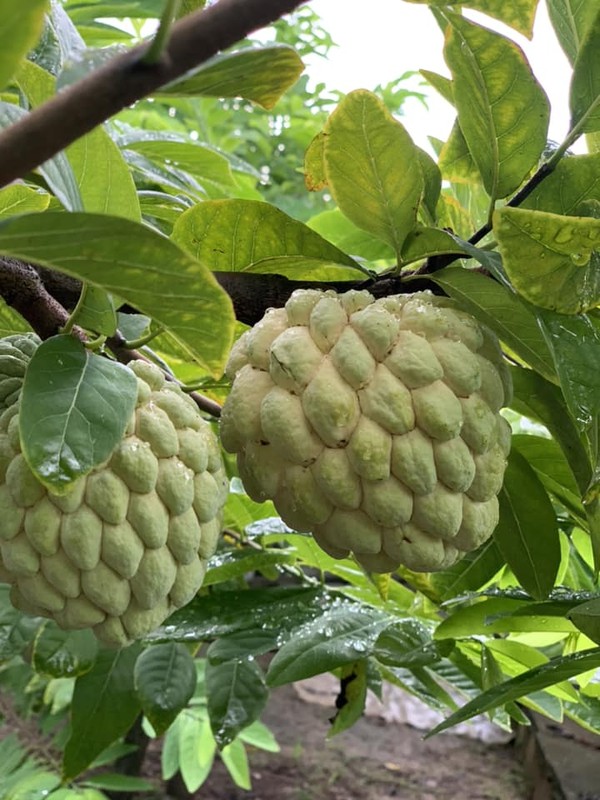 Tung bi “che len che xuong”, na bo 200.000 dong/kg van dat hang-Hinh-4