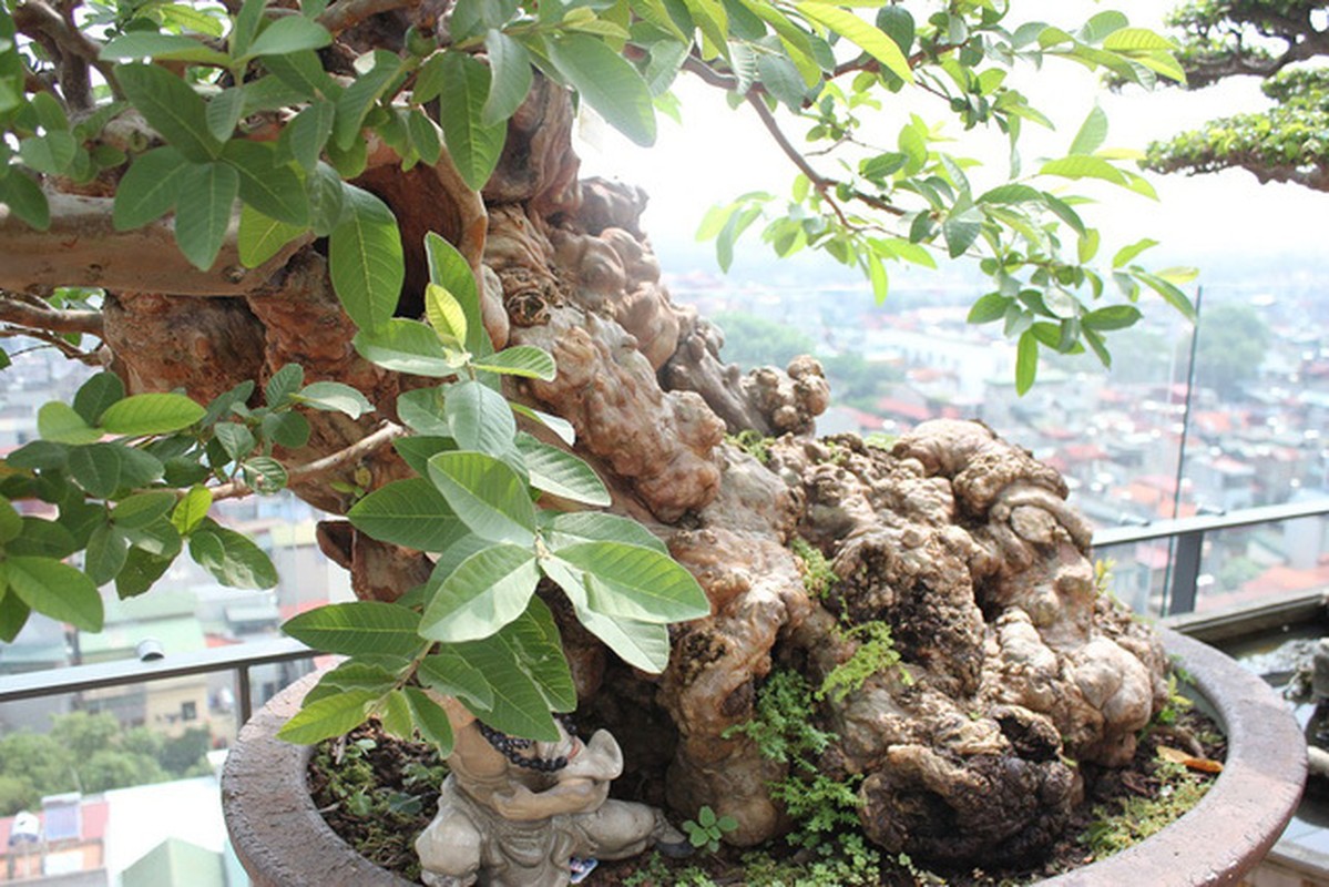 View - 	Loạt bonsai chi chít quả khiến dân chơi mê mẩn 