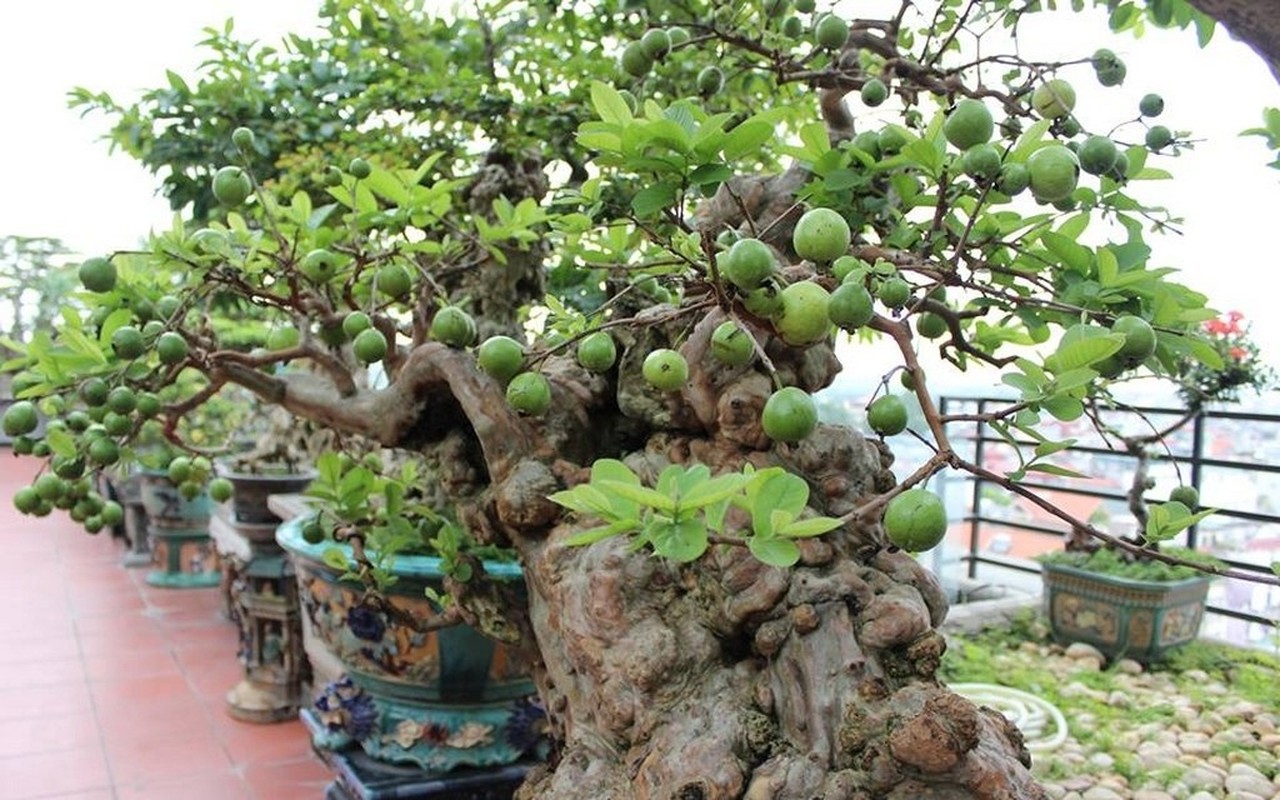 View - 	Loạt bonsai chi chít quả khiến dân chơi mê mẩn 