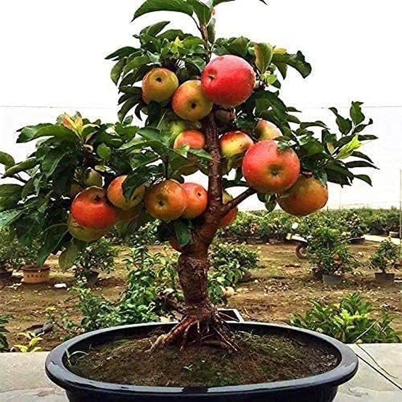 View - 	Loạt bonsai chi chít quả khiến dân chơi mê mẩn 